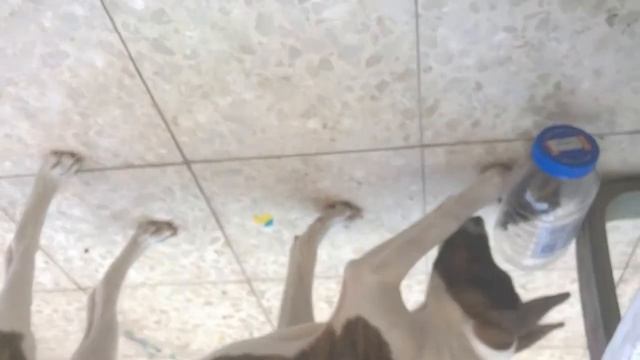 Интеллектуальная игра для собак "Интеллектуальная кормушка" смотреть онлайн