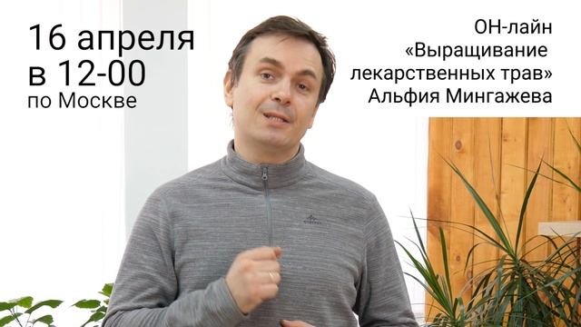 Выращивание лекарственных растений на приусадебном участке