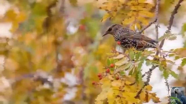 Осенние птицы (Autumn Birds) ???