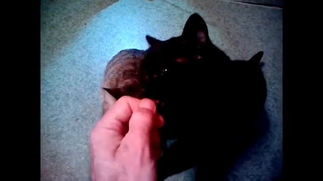 Что любят мои кошки. смотреть онлайн