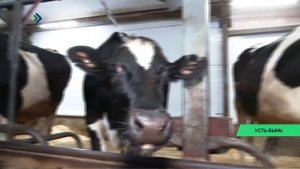 В 2025 году в Усть-Выми планируют построить новую ферму