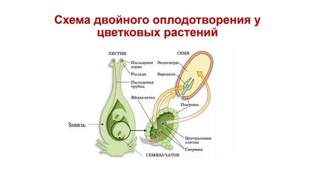 Составьте схему двойного оплодотворения которая отражала бы суть процесса