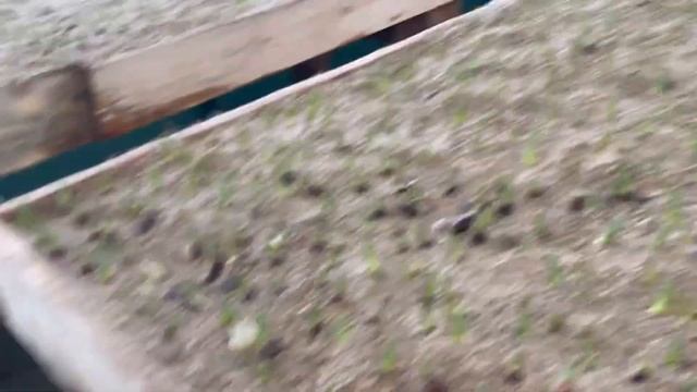 Выгонка тюльпана 22.01.2022 обзор сортов и их развитие смотреть онлайн