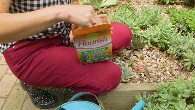 How to fertilise succulents and cacti // The Gardenettes смотреть онлайн