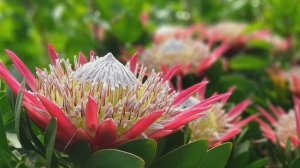 Home Garden Deko - Protea little prince