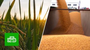 Можно ли решить проблему с украинским зерном | «Центральное телевидение»