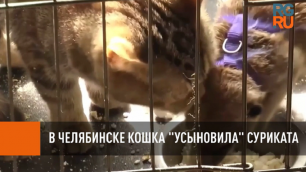 В Челябинске кошка "усыновила" суриката