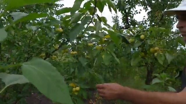 Яблоня райка-вкусное варенье смотреть онлайн