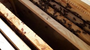 В каких ульях лучше развивается пчела?