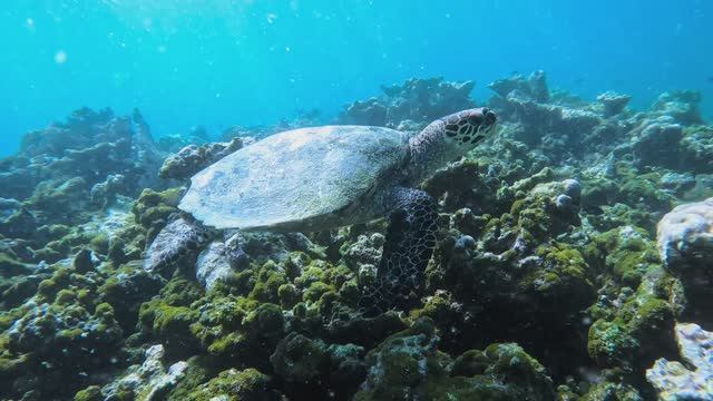 Мальдивы. Как подобраться к черепахе и погладил ската Манта. Снорклинг
Turtle and Manta snorkeling