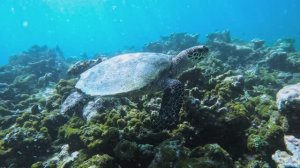 Мальдивы. Как подобраться к черепахе и погладил ската Манта. Снорклинг
Turtle and Manta snorkeling