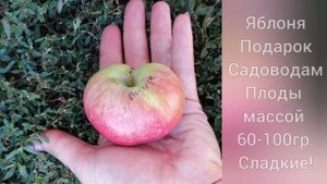 Яблонях Подарок Садоводам. Полукультурный, осенний сорт. Кедр-Сад