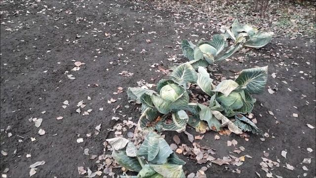 капуста, которая хранится до следующего урожая смотреть онлайн