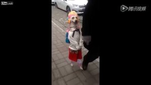 Собака идёт на двух лапах