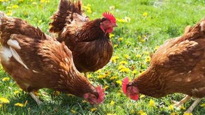 Куры не несутся осенью | что делать для увеличения яйценоскости