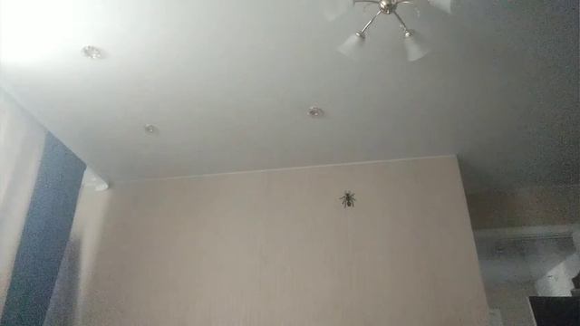 треллер канала АНОНИМУС КОТОСТРОФА !!!!!!!!