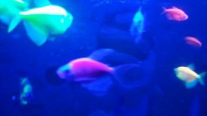 Ночное LED освещение в аквариумах. тернеции ГЛО.