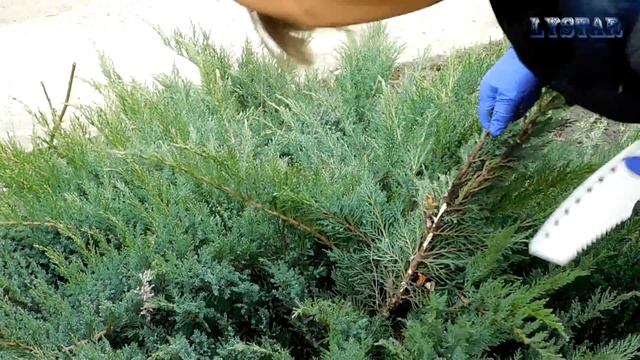 Как размножить можжевельник Как посадить можжевельник часть  1 можжевельник размножение
