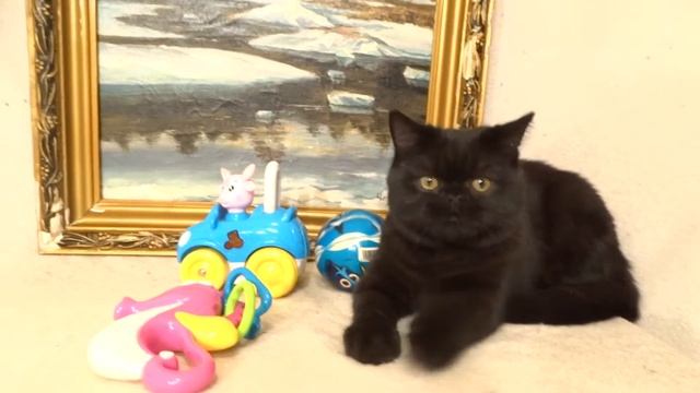 Черный британец в продаже смотреть онлайн