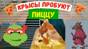 КРЫСЫ ПРОБУЮТ ПИЦЦУ