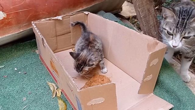 Kalan Son Yavrusunu Korumak İçin Yavrusunun Yanından Hiç Ayrılmayan Anne Kedi смотреть онлайн