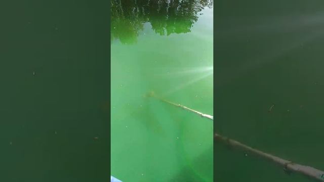 Пылесос для бассейна в действии