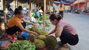 Harvest Jack Fruit Garden goes to the market sell - Gardening - Ly Thi Tam