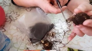 ИСМЕНЕ ЛИЛИИ ИНКАРВИЛЛЕЯ ЛИЛЕЙНИК#семена #цветы #экзотика_цветов #лилия