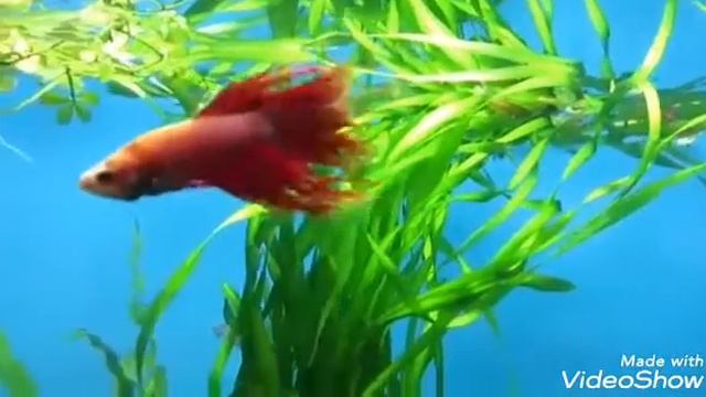 Сиамские Бойцовские рыбки – Петушки (Betta splendens) https://goldfish.moy.su смотреть онлайн