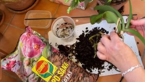 ПЕРЕСАДКА ОРХИДЕИ . НОВЫЙ ГРУНТ И ОБРЕЗКА КОРНЕЙ (2021) #орхидея