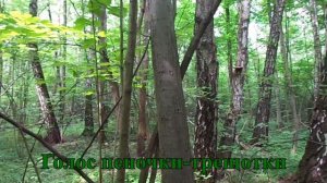 Голос пеночки-трещотки