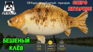 ФАРМ ДЛЯ НОВИЧКОВ НА ЯНТАРКЕ С ЦВЕТНЫМИ КАРПАМИ В РУССКОЙ РЫБАЛКЕ 4 РР4