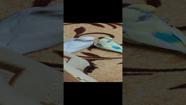 общение снежка и Риччи . 😍