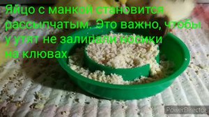 Мускусные утята. Учим молодняк есть без мамы - утки. Видео - ответ покупателям. Болталка.