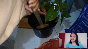 HOW TO PLANT FOUR O'CLOCK FLOWER! - GROUP 1