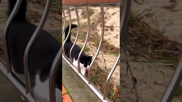 Сказочный Светлогорск смотреть онлайн