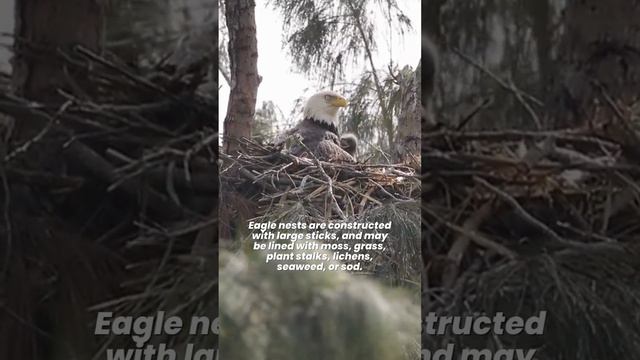 How Bald Eagle Build Their Nest? 🦅 Bald Eagle Nest Building #1minfacts