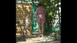 Sобачницы: Кормление собаки (2 серия).mp4