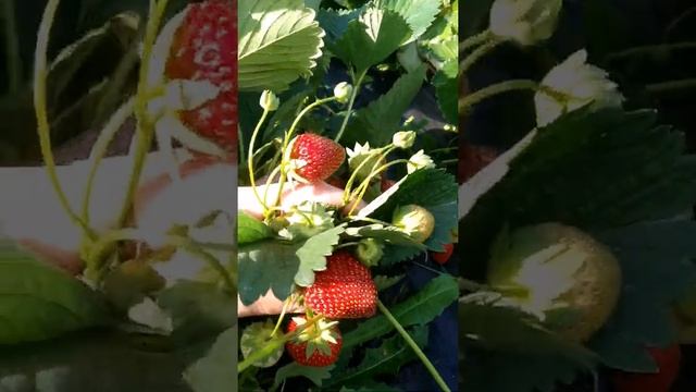 Сорт клубники Мальвина смотреть онлайн