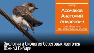 Экология и биология береговых ласточек Южной Сибири