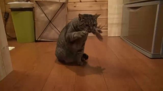 Кот фыркает