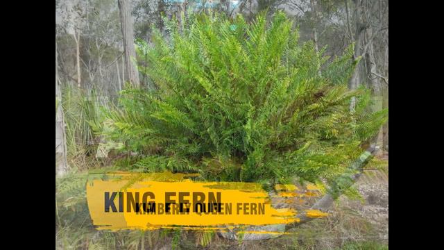 93 Fern Varieties with names | Indoor Fern Collection