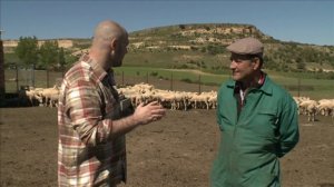 Испанский мастиф. Планета собак ? Моя Планета