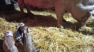 Преждевременный опорос// Опорос  свиноматки Дашули// Как принять опорос//