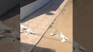 голуби Евгения Петропавловск Северный Казахстан