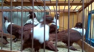 голуби породы Артамоны. Молодежь 2019г