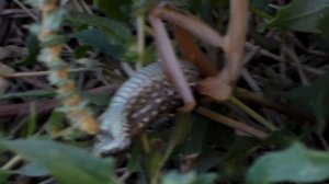 Самка богомола, Джек потрошитель,хищник атакует.Богомол против ящерицы.Богомолов богомол