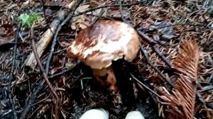 Первые в сезоне грибы мацутаке, лето 2023 г.