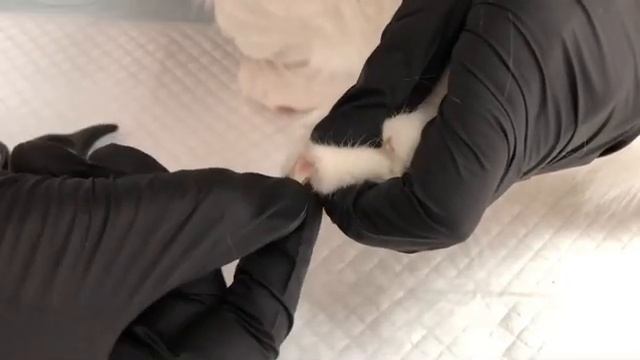 Как стричь когти кошкам?