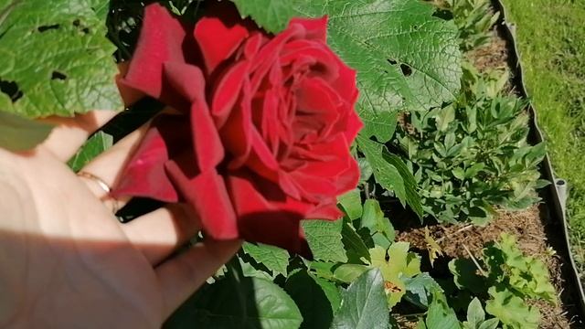 Чайно-гибридные розы сортов Блэк Баккара (Black Baccara) и Блэк Мэджик (Black Magic)